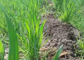 حشيشة الزمير