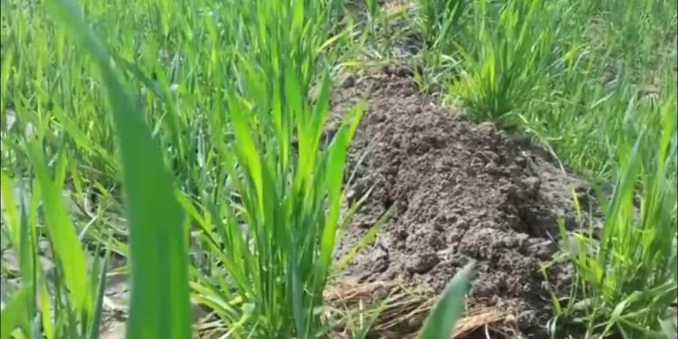 حشيشة الزمير.. طريقة سحرية تضمن لك التخلص منها نهائيًا 1 حشيشة الزمير