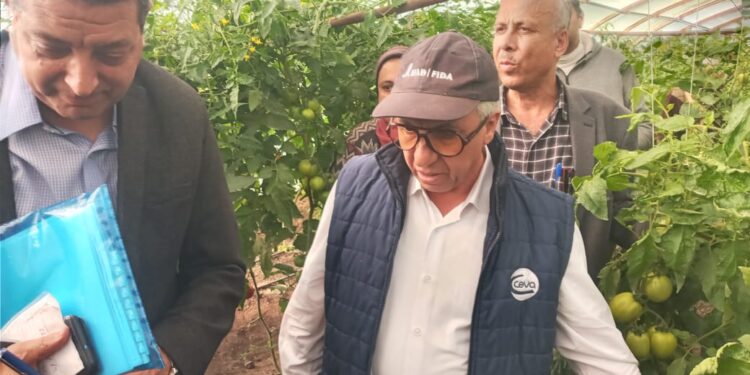 هجن الطماطم