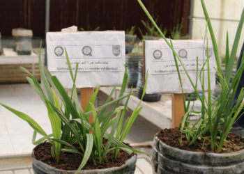 شتلات النخيل