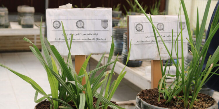شتلات النخيل.. 4 مزايا لتقنية "زراعة الأنسجة" 1 شتلات النخيل