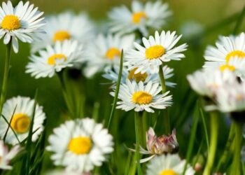 شيح البابونج