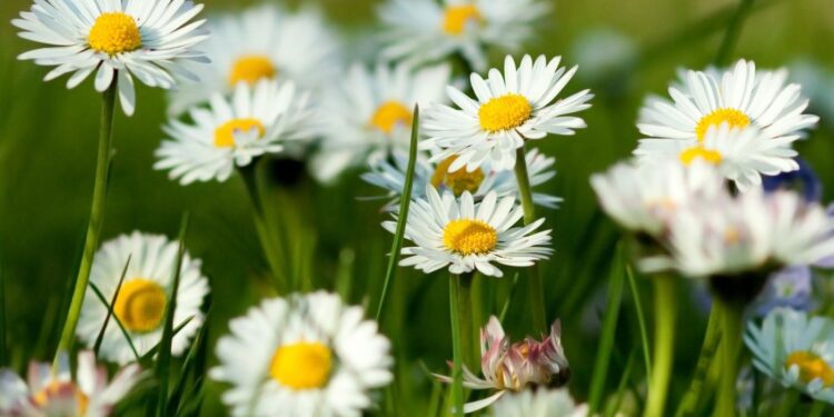 شيح البابونج.. 10 خطوات هامة لتجهيز التربة للزراعة 1 شيح البابونج