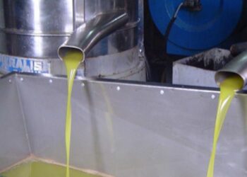 مخلفات عصر الزيتون