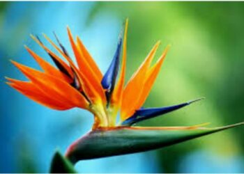 عصفور الجنة