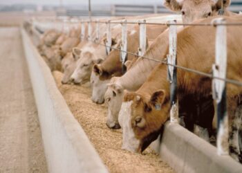 غاز الميثان