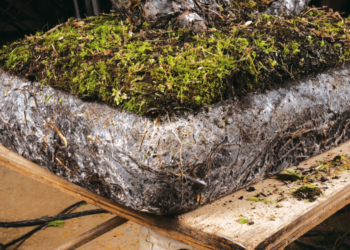 فطريات الميكوريزا