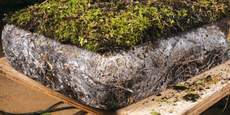 فطريات الميكوريزا .. باحث يوضح أنواعها ودورها في تحسين التربة 1 فطريات الميكوريزا