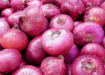 محصول البصل