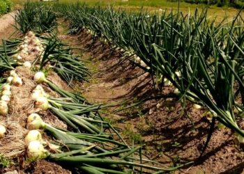 محصول البصل