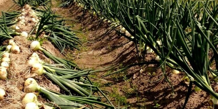 أمراض ما قبل حصاد محصول البصل وأبرز الإجراءات الواجبة 1 محصول البصل