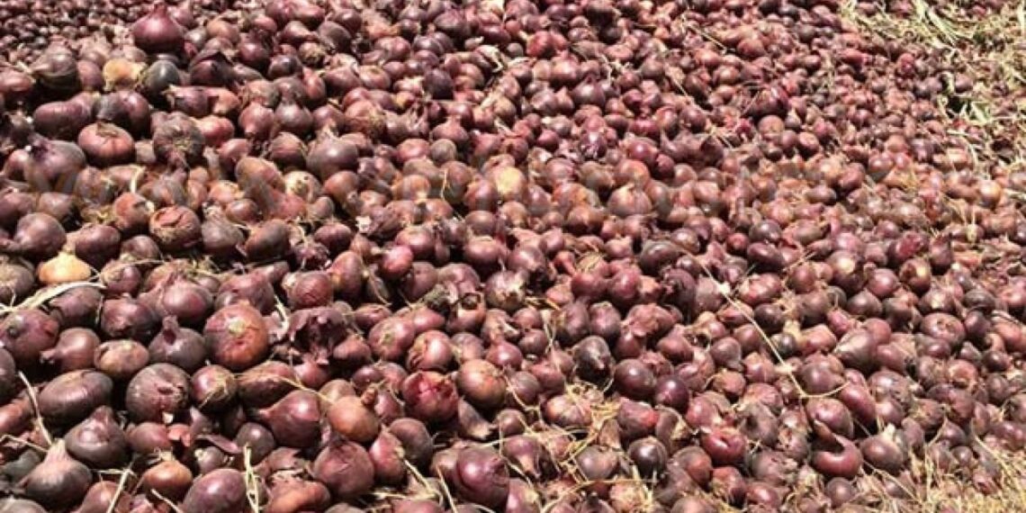 محصول البصل