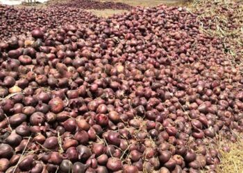 محصول البصل