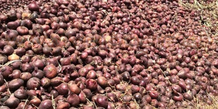 محصول البصل.. أفضل التوصيات للتغلب على الصقيع ومزايا استخدام "السيليكون" 1 محصول البصل