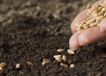 معمل الإنبات