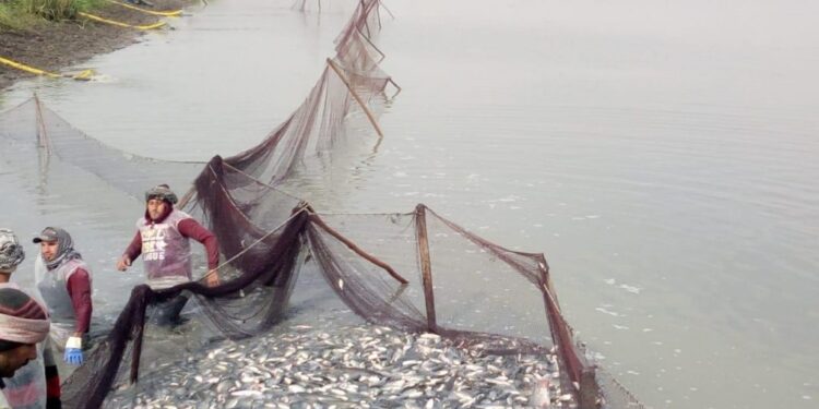 نفوق أسماك البلطي