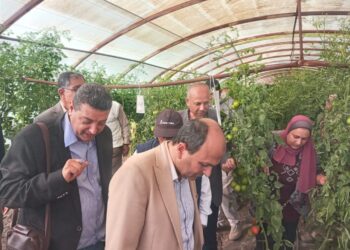 إنتاج تقاوي الخضر