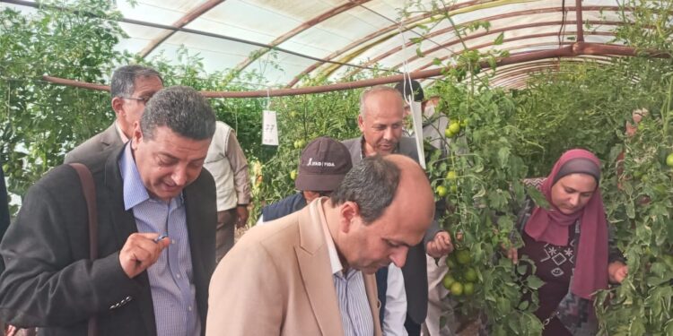 إنتاج تقاوي الخضر .. "حلمي": البرنامج سجل 26 صنف وهجين منذ انطلاقة 2019 1 إنتاج تقاوي الخضر