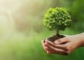 زراعة 100 مليون شجرة