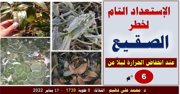 خطر الصقيع .. مستشار وزير الزراعة يوضح كيفية مواجهته 1 خطر الصقيع