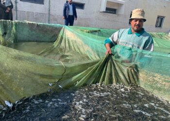 أسماك مبروك الحشائش.. إلقاء 100 ألف زريعة في نهر النيل دعمًا للتنمية المستدامة