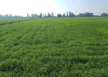 زراعات القمح