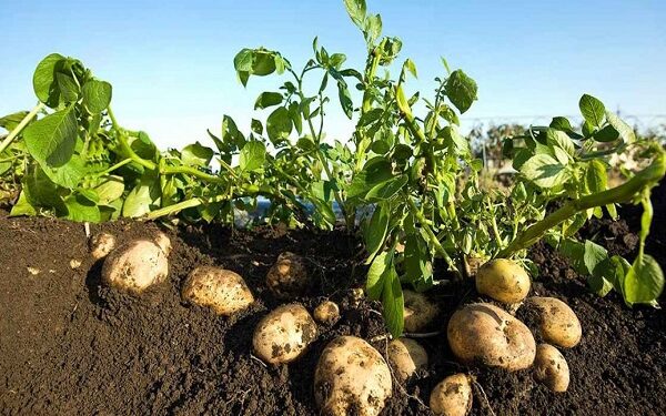 البطاطس.. تعرف على الأهمية الاقتصادية وحجم الإنتاج في مصر 1 البطاطس