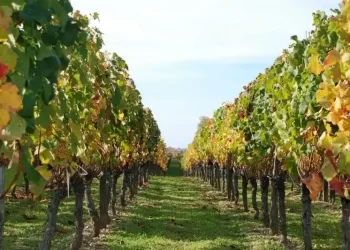 أشجار الفاكهة