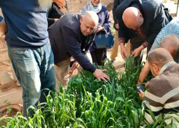 معهد أمراض النباتات