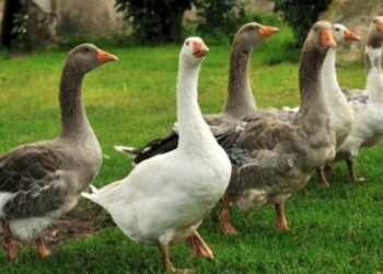 أمراض الأوز