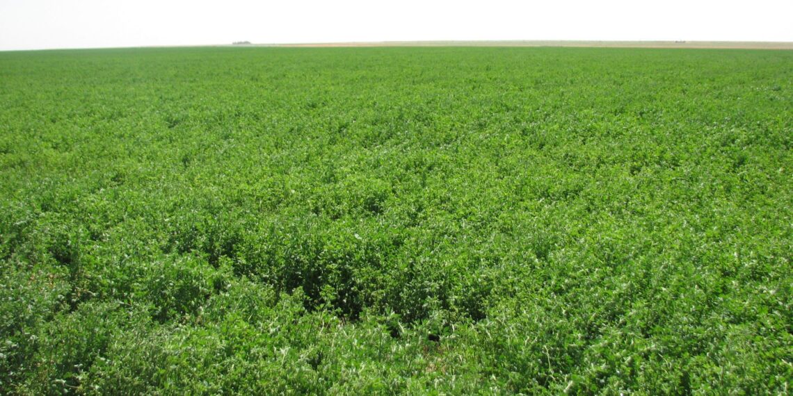 الأعلاف الخضراء