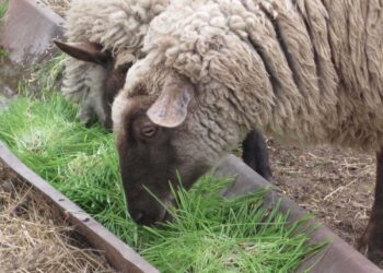 البكتيريا الضارة