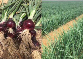 البياض الزغبي