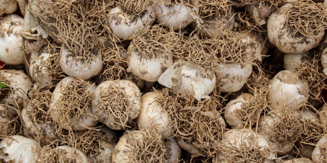 البياض الزغبي في الثوم