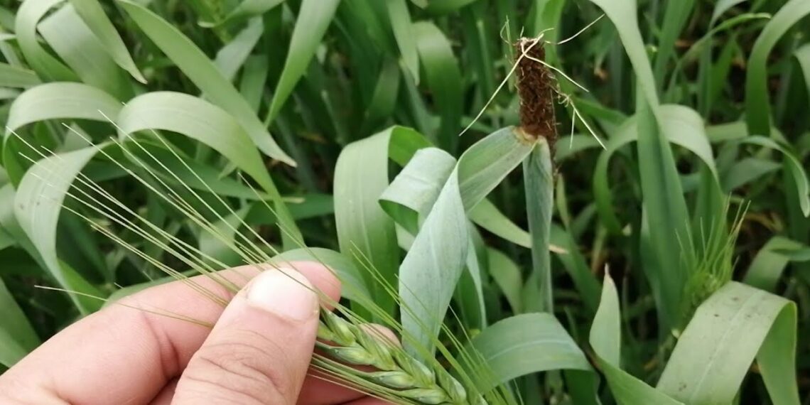 التفحم السائب في القمح