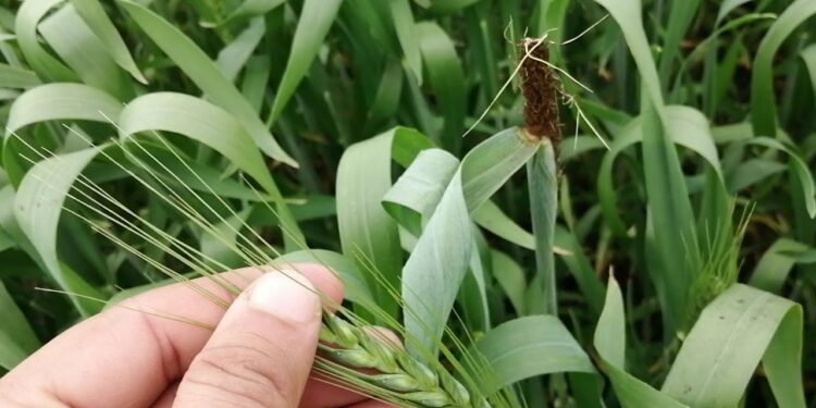 التفحم السائب في القمح