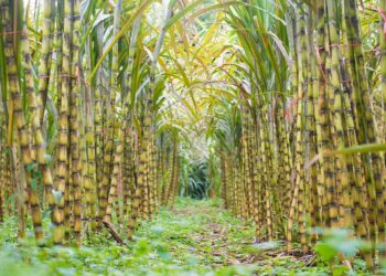 المحاصيل السكرية