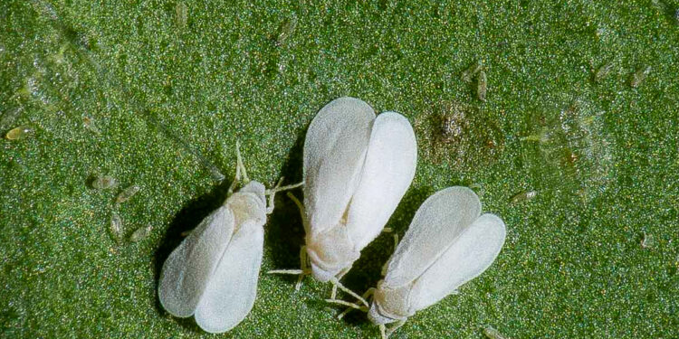 الذبابة البيضاء على الطماطم.. 10 علامات للإصابة و83 مُركبًا كيميائيا للمكافحة 1 الذبابة البيضاء على الطماطم