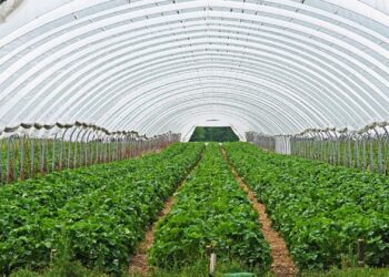 الزراعات تحت الأنفاق