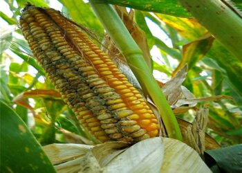 السموم الفطرية