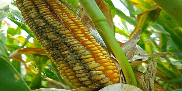 السموم الفطرية .. د. صفوت كمال يوضح طرق تفادى حدوث التسمم بها 1 السموم الفطرية