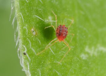 العنكبوت الأحمر