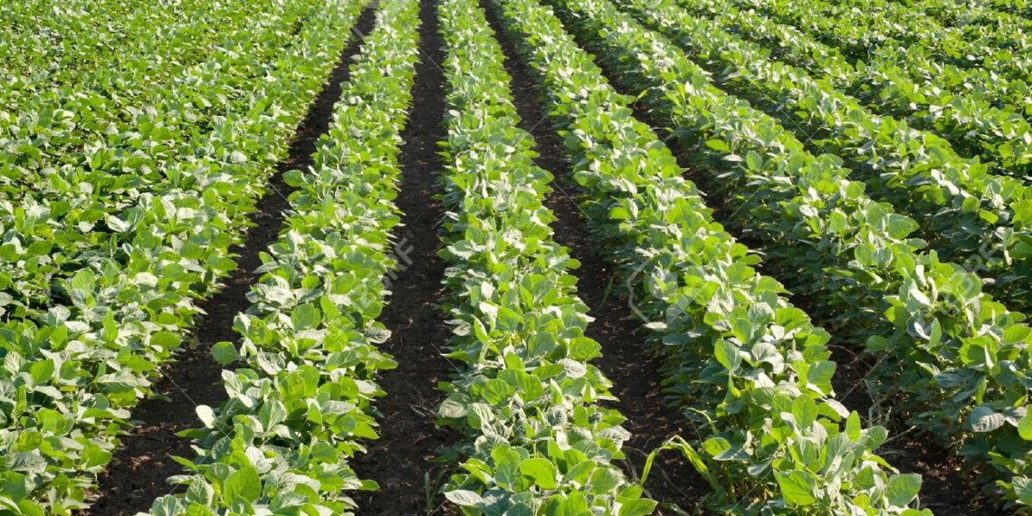 حشرة المن في الفول.. أعراض الإصابة وتوقيتها وقائمة المبيدات الموصى بها للمكافحة 1 حشرة المن في الفول