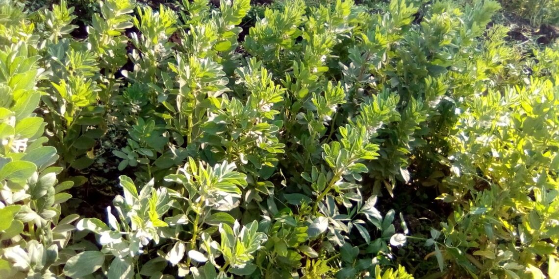 الفول البلدي