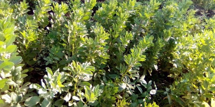 الفول البلدي.. خطوة واحدة توفر 75% من السماد الآزوتي "تعرف عليها" 1 الفول البلدي