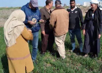 محصول القمح