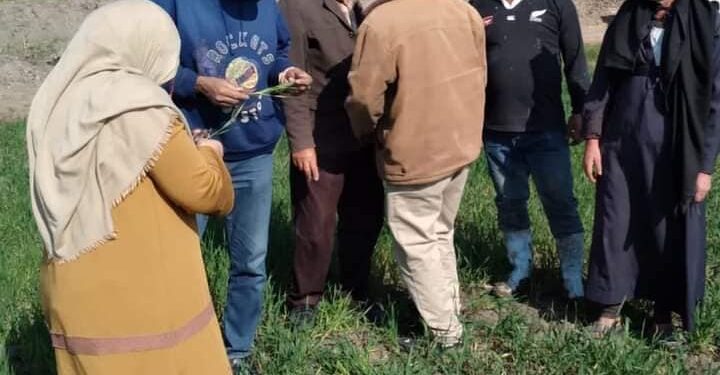 محصول القمح .. زراعة بورسعيد تكثف جهودها للنهوض بالمحصول 1 محصول القمح