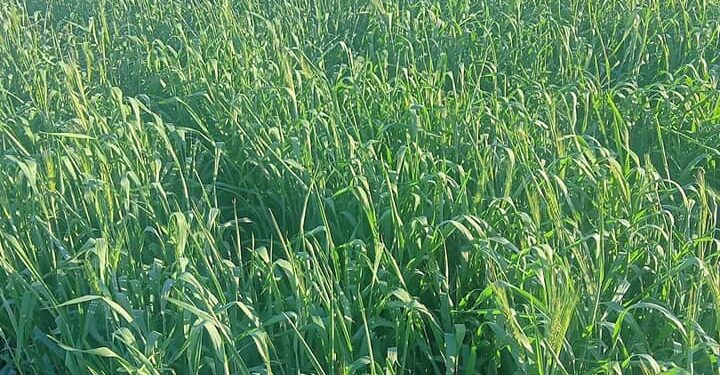 القمح.. مميزات تطبيق "أحمي قمحك" وطرق علاج الصدأ الأصفر 1 القمح