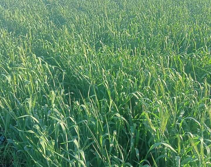 القمح.. 6 نقاط توضح حقيقة طرد السنابل المبكر لصنف سخا 95 1 القمح