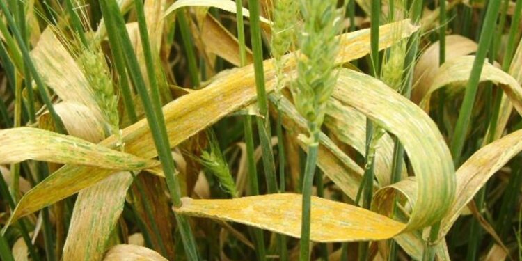 القمح.. أهم التوصيات الفنية لتجنب الإصابة بالصدأ الأصفر 1 القمح